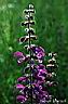 001fleurs mauves.jpg